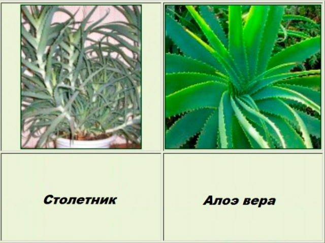 Використання меду проти раку