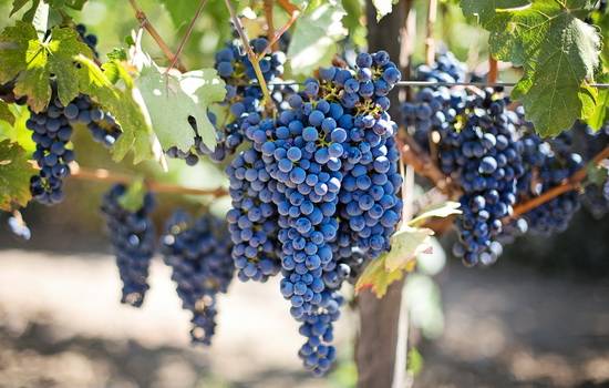 Виноград користь і шкода для здоров’я