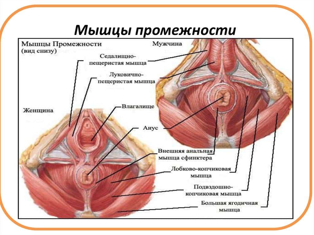 Вправи Кегеля Для Чоловіків і Жінок – Зміцнюємо М’язи Любові Вправи Кегеля Для Чоловіків і Жінок – Зміцнюємо М’язи Любові
