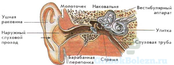 вуха Проблеми грибковий отит