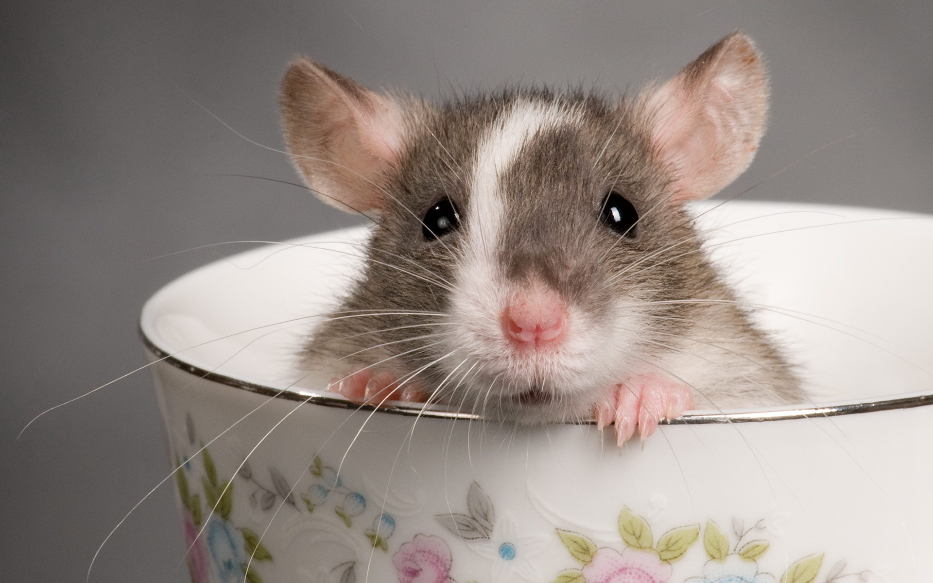 Як боротися з мишами в приватному будинку народними засобами
