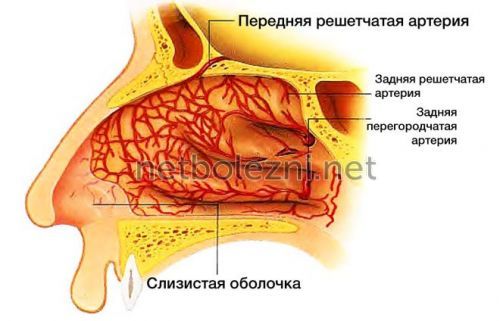 Як і чим лікувати болячки в носі у дорослих і дітей