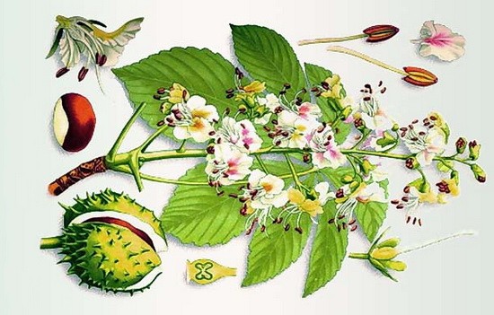 Як лікувати гайморит каштаном