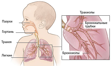 Як лікувати кашель верхніх дихальних шляхів. Лікування інфекцій верхніх дихальних шляхів у дітей