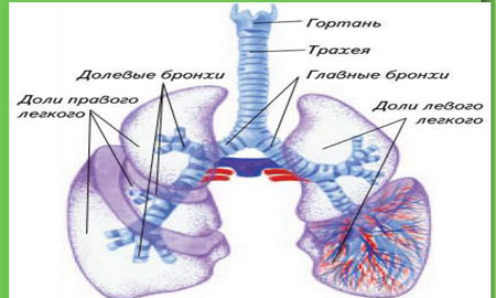 Як лікувати кашель верхніх дихальних шляхів. Лікування інфекцій верхніх дихальних шляхів у дітей