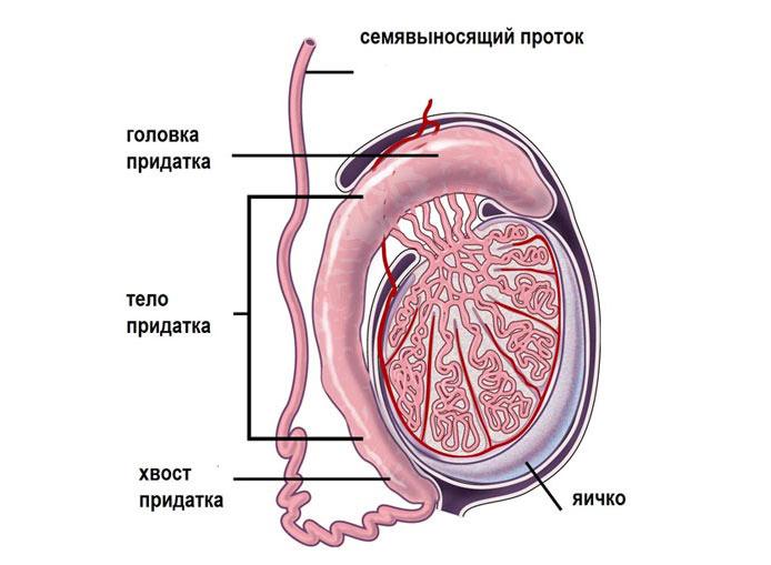 Як лікувати запалення сечостатевої системи у чоловіків. Захворювання чоловічої сечостатевої системи