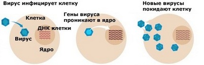 Як Оксолінову мазь застосовують при риніті