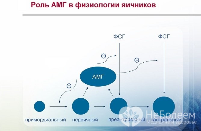 Як підвищити амг народними засобами