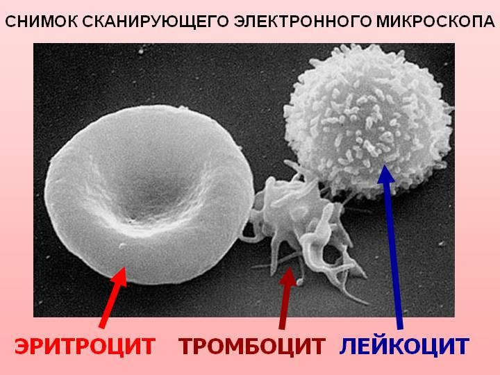 Як підвищити тромбоцити в крові швидко народні засоби