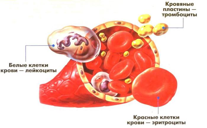 Як підвищити тромбоцити в крові швидко народні засоби