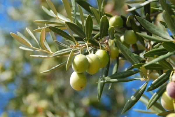Як пити оливкову олію в лікувальних цілях на ніч?