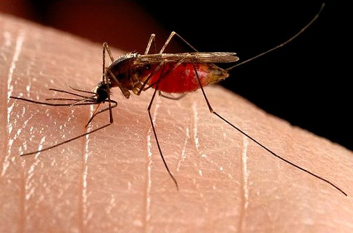 Як позбутися від комарів на дачній ділянці