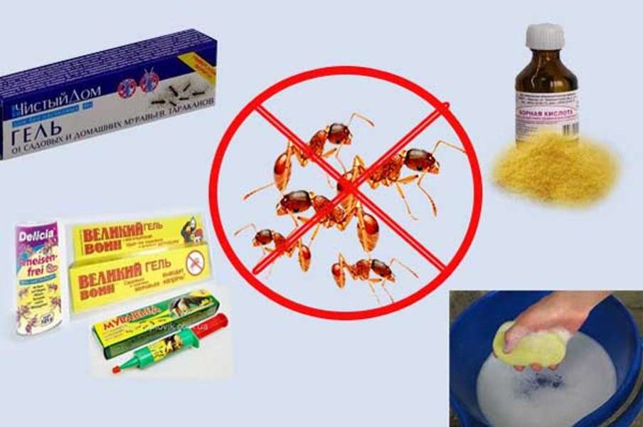 Як позбутися від мурашок в домі назавжди: народні засоби і препарати