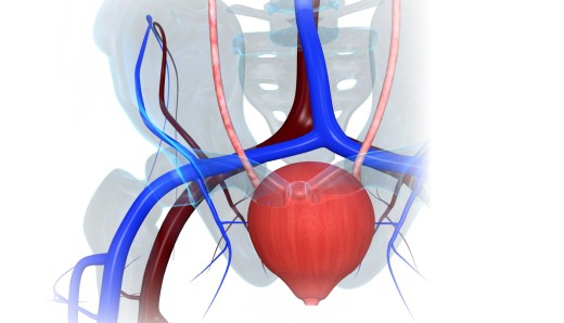 Як проявляється запалення сечового міхура у жінок. Причини запалення сечового міхура у жінок, основи лікування – Жіноче думка