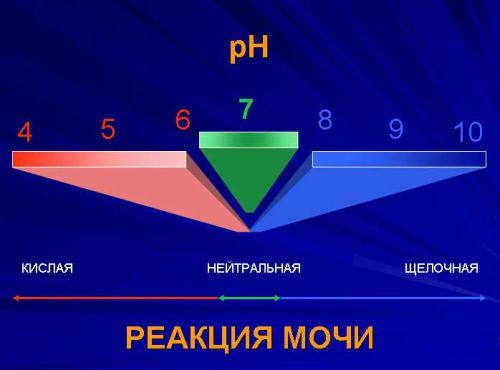 Як розчинити камені в нирках препарати та народні засоби
