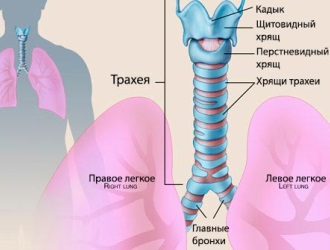 Як розпізнати і вилікувати хронічний трахеїт