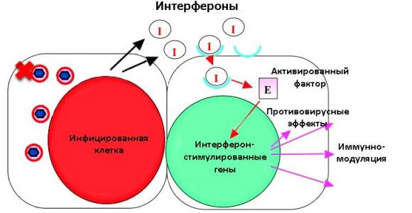 Як розводити препарат Інтерферон для носа і як його капати дорослим і дітям? Інтерферон для дітей: інструкція по застосуванню