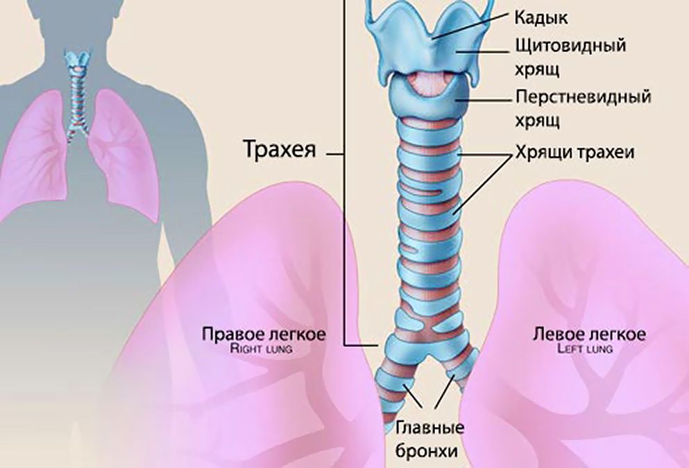 Як відрізнити бронхіт від трахеїту
