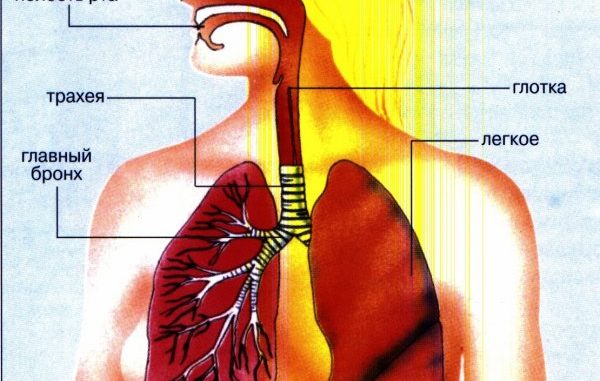 Як відрізнити бронхіт від трахеїту