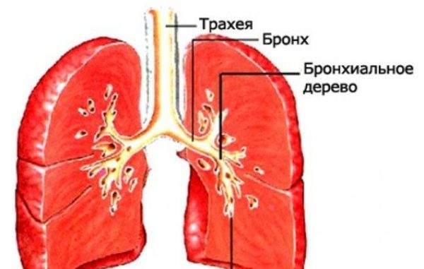 Як відрізнити бронхіт від трахеїту