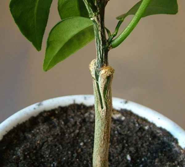 Як виростити мандарин з кісточки в домашніх умовах