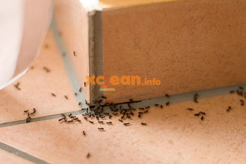 Як вивести мурах з дому: як їх вивести народними або покупними засобами