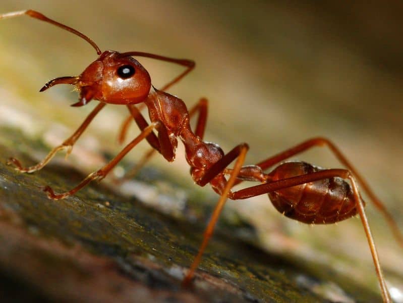 Як вивести мурах з дому: як їх вивести народними або покупними засобами