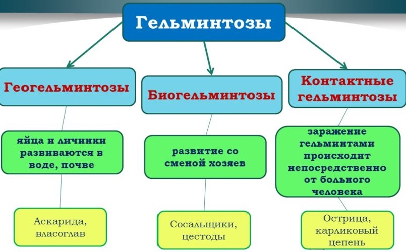 Як вивести паразитів з організму в домашніх умовах народними засобами