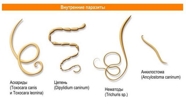 Як вивести паразитів з організму в домашніх умовах народними засобами