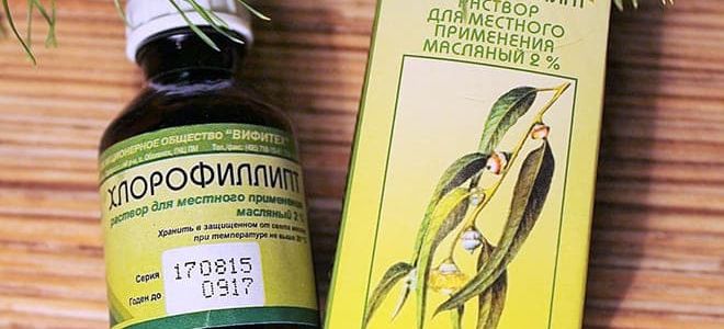 Як застосовувати Хлорофіліпт при гаймориті? Хлорофіліпт масляний при гаймориті: лікування і як застосовувати