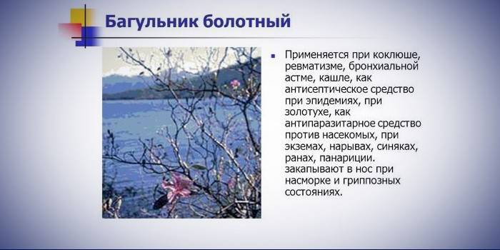 Як заварювати багно від кашлю дитині