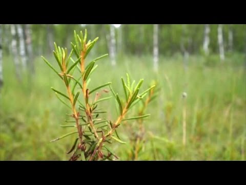 Як заварювати багно від кашлю дитині