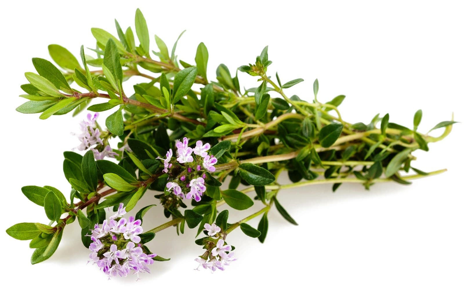 Як заварювати чебрець від кашлю дітям і дорослим