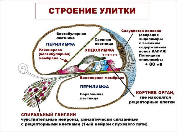 Якими бувають захворювання внутрішнього вуха людини