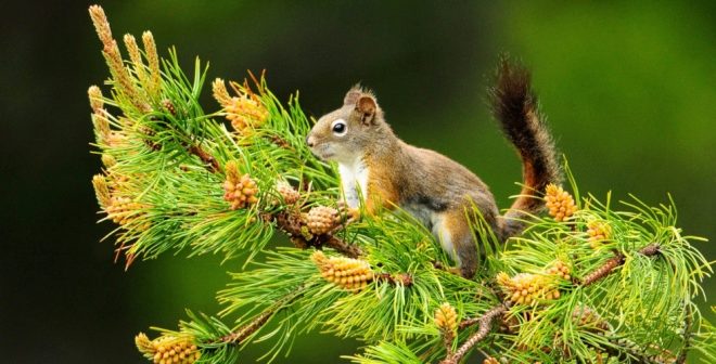 Ялицеве масло в ніс від нежиті і простуди, застосування при гаймориті