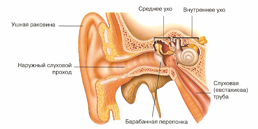 Запалення середнього вуха у дорослих – причини, симптоми і лікування запалення середнього вуха