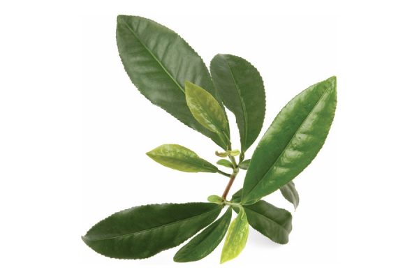 Застосування олії чайного дерева, корисні властивості та протипоказання